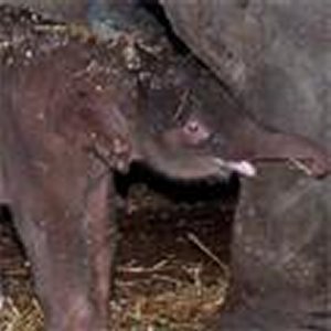 Baby-olifanten
